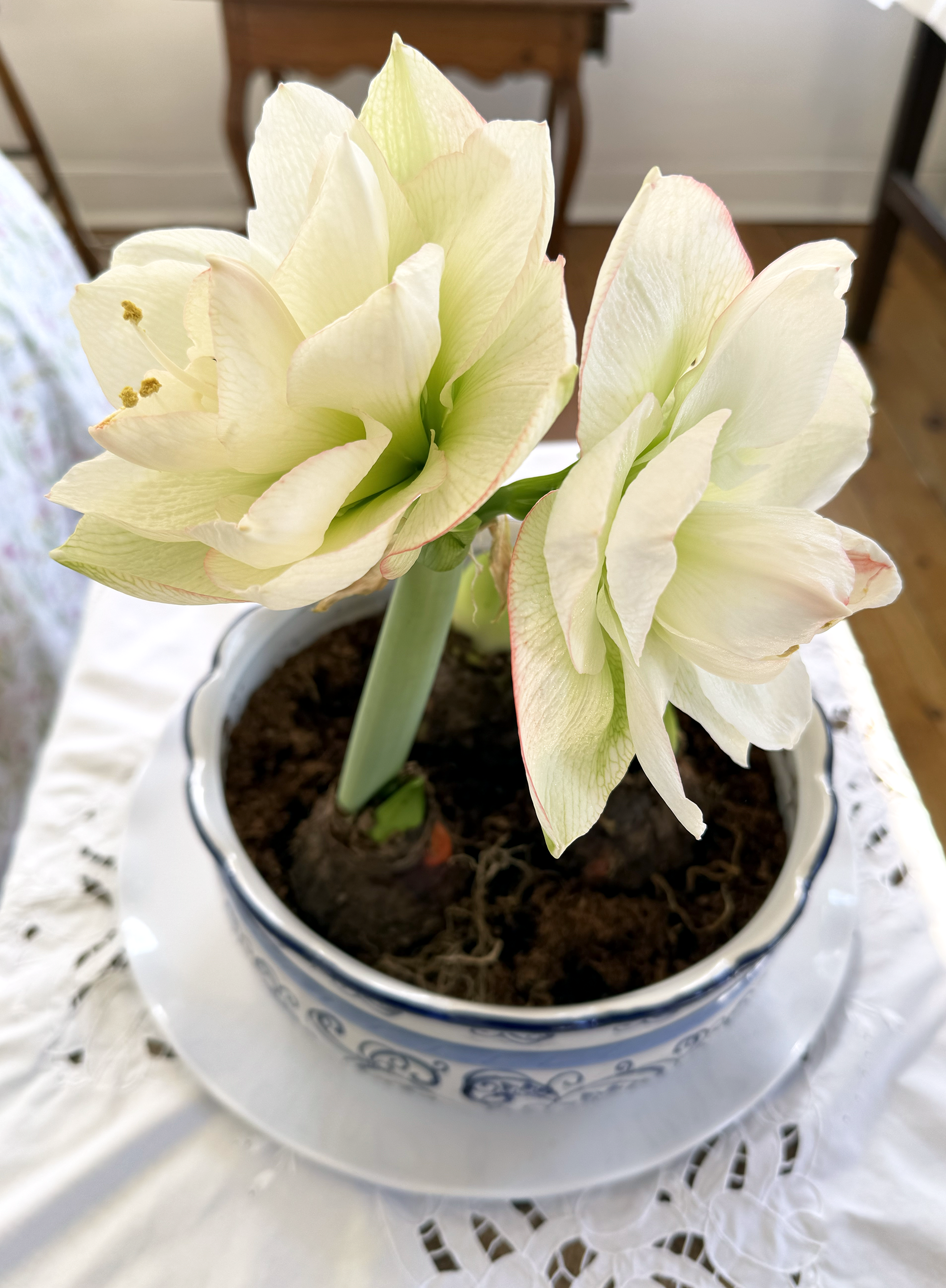 A white amaryllis in full bloom