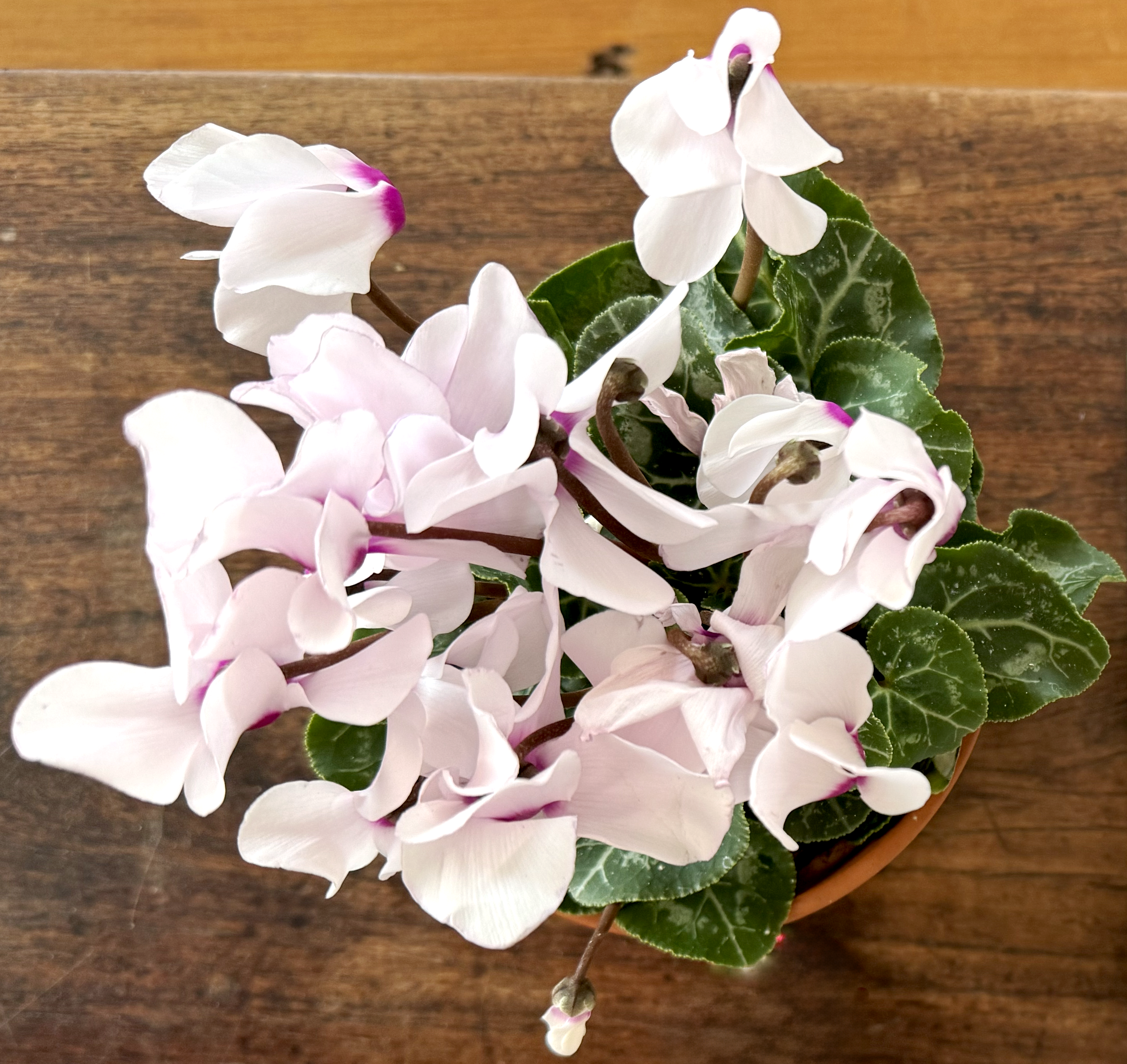 A potted cyclamen plant with pink petals