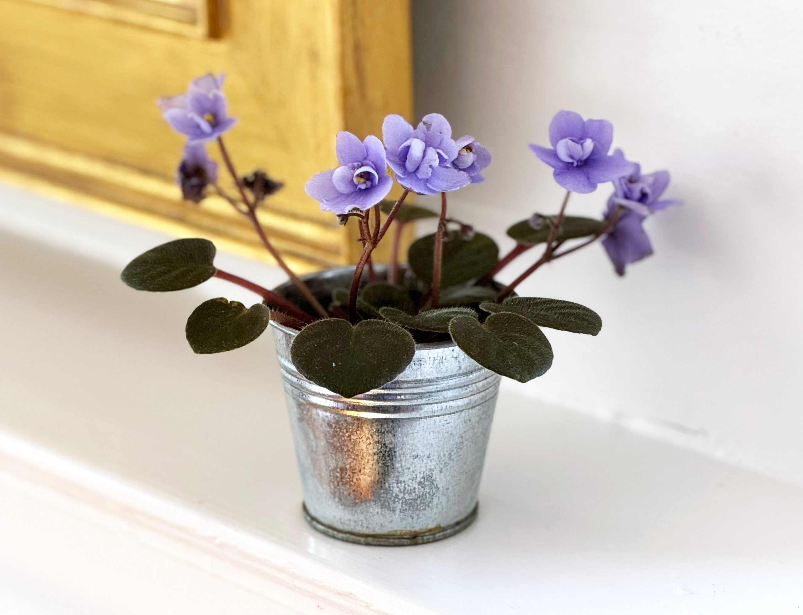 A miniature violet plant in a silver pot