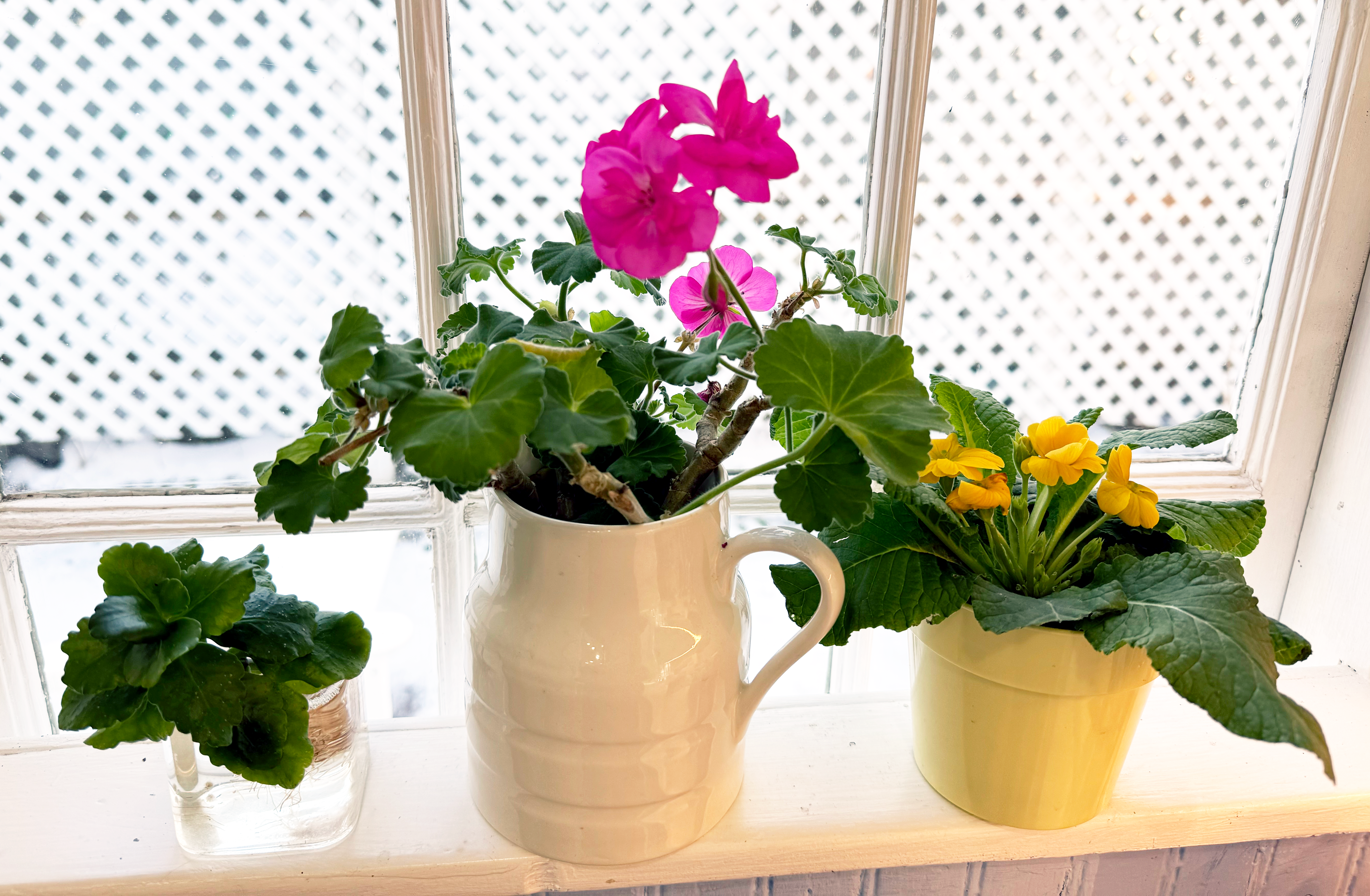 Assorted flowers on the windowsill with snow on the ground below