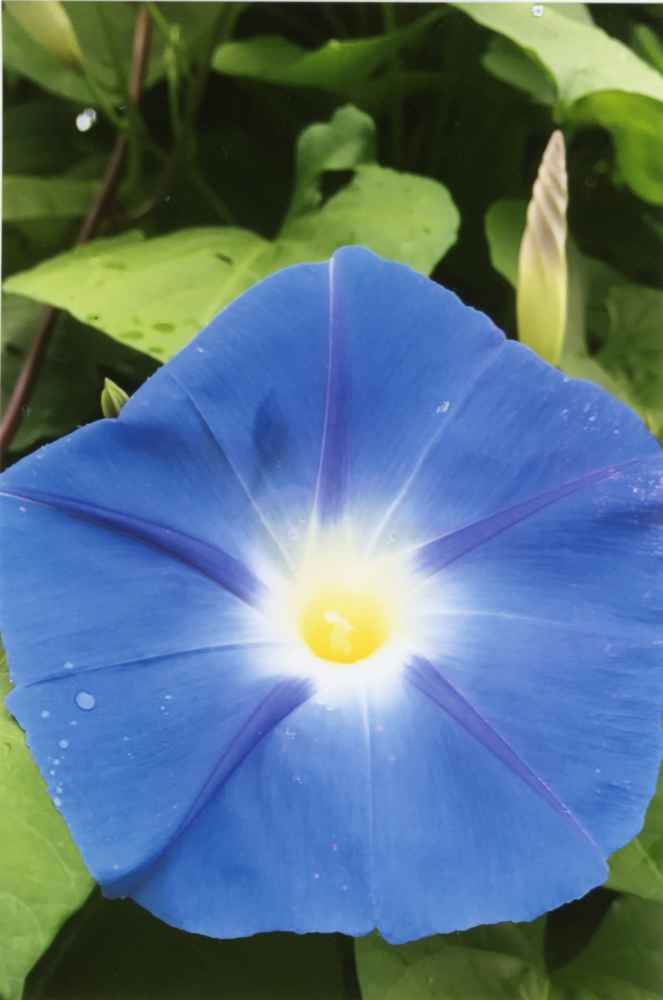 A blue and yellow morning glory