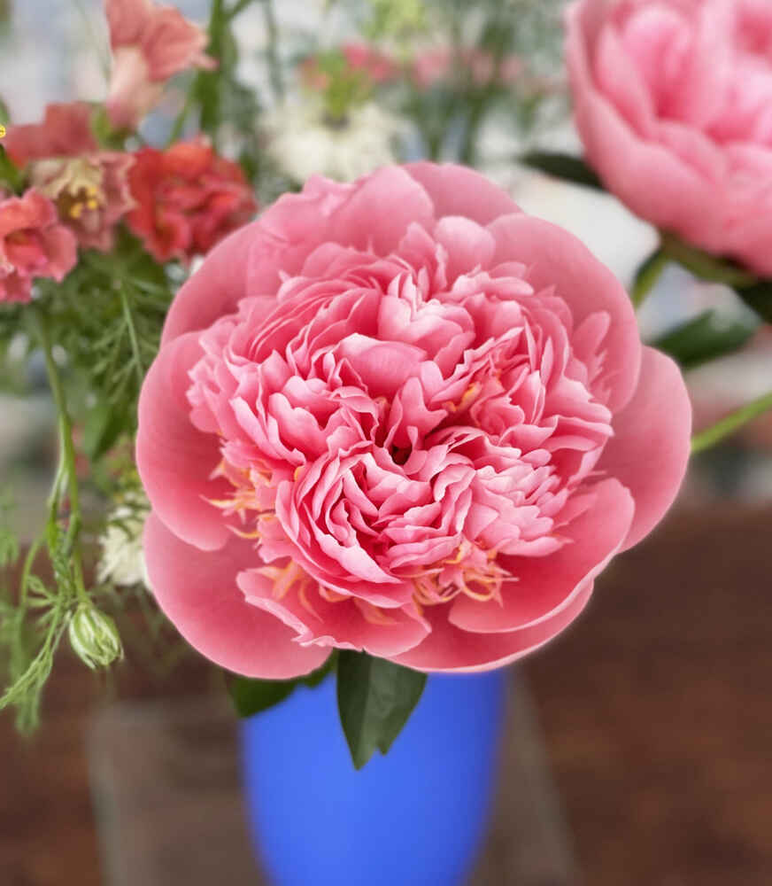 A bright pink peony