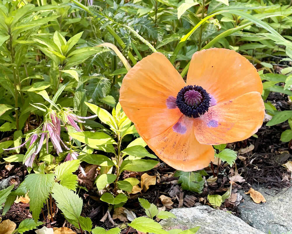 A peach poppy amid greenery in Charlie's garden