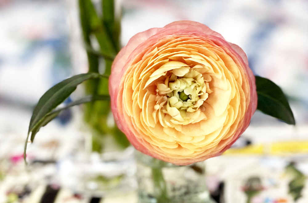 A peach and yellow ranunculus blossom