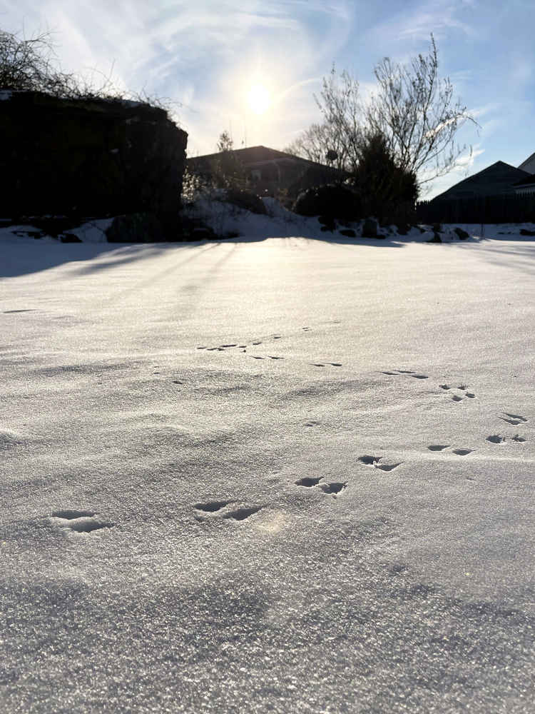 Bird tracks in freshly fallen snow