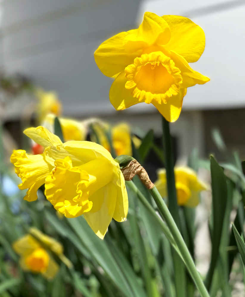 Yellow daffodils outside Alexandra's house