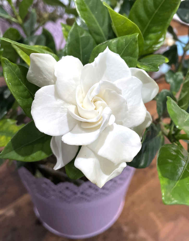 White gardenia blossom in purple pot