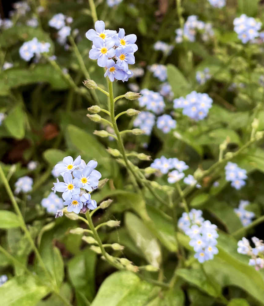Blue and yellow forget-me-nots