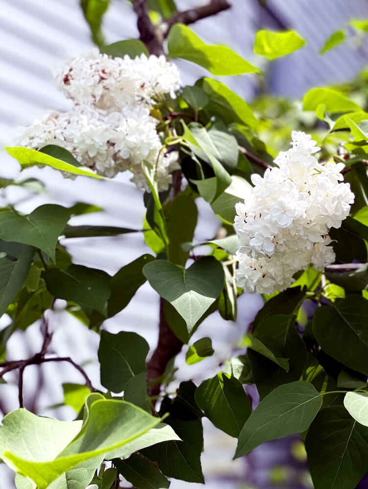 White lilacs in the garden