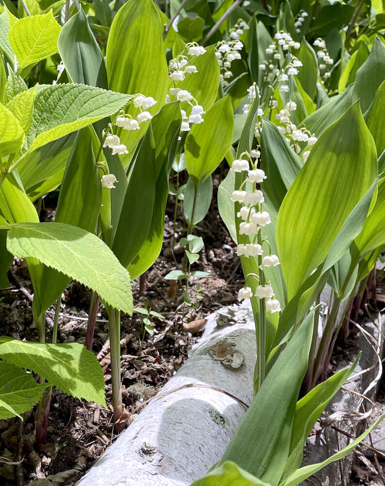 Lily of the valley flowers in the garden