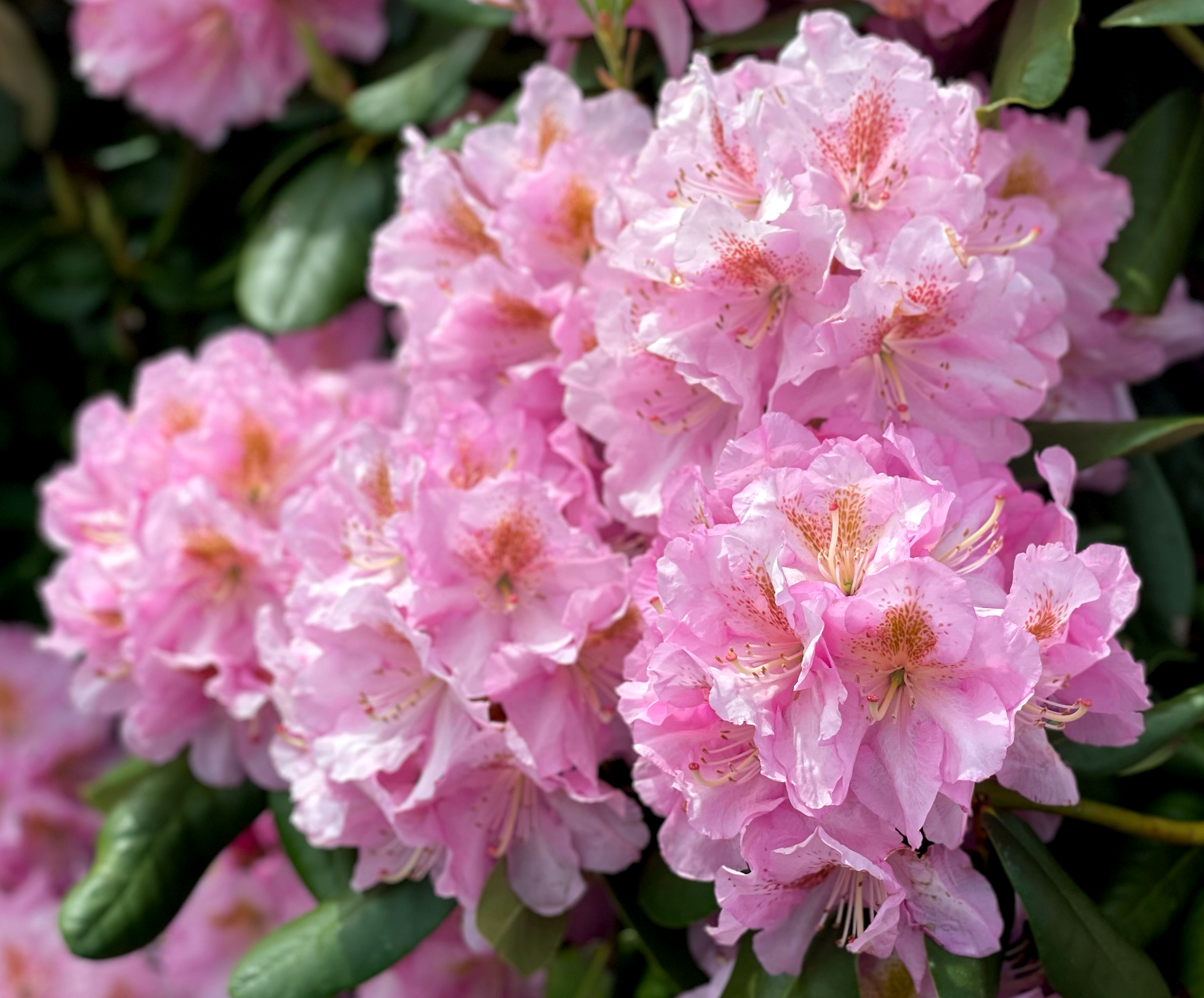 Close-up on pink ranunculus