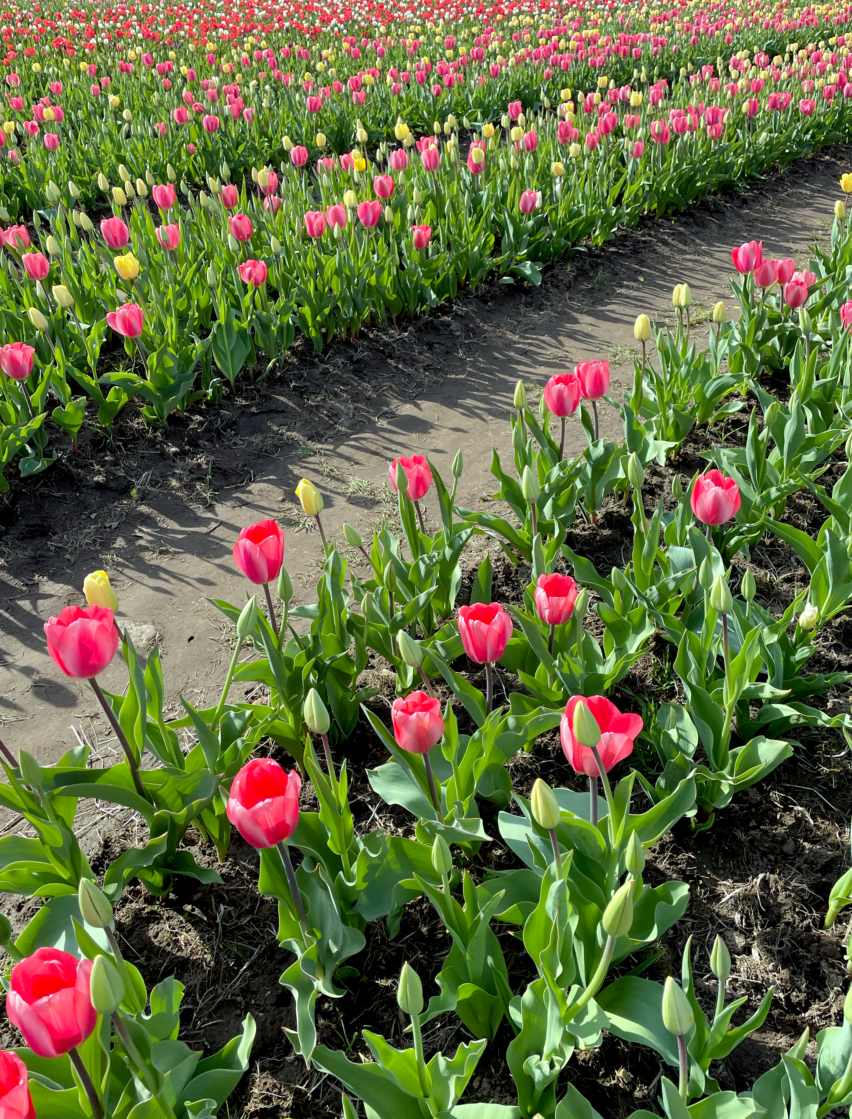 Tulips in rows at Wicked Tulips