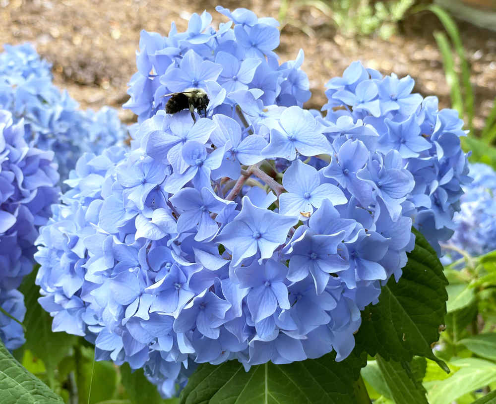 Bee on a blue hydrangea