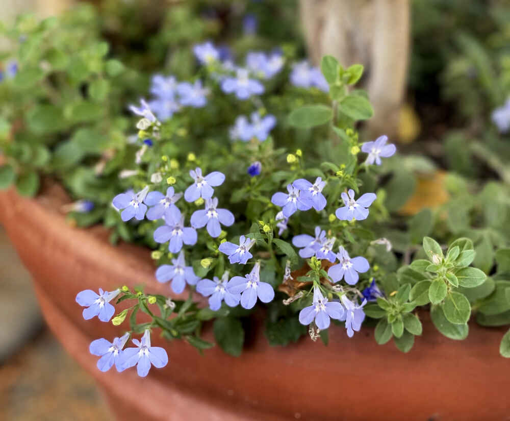 Blue morning glories in a pot