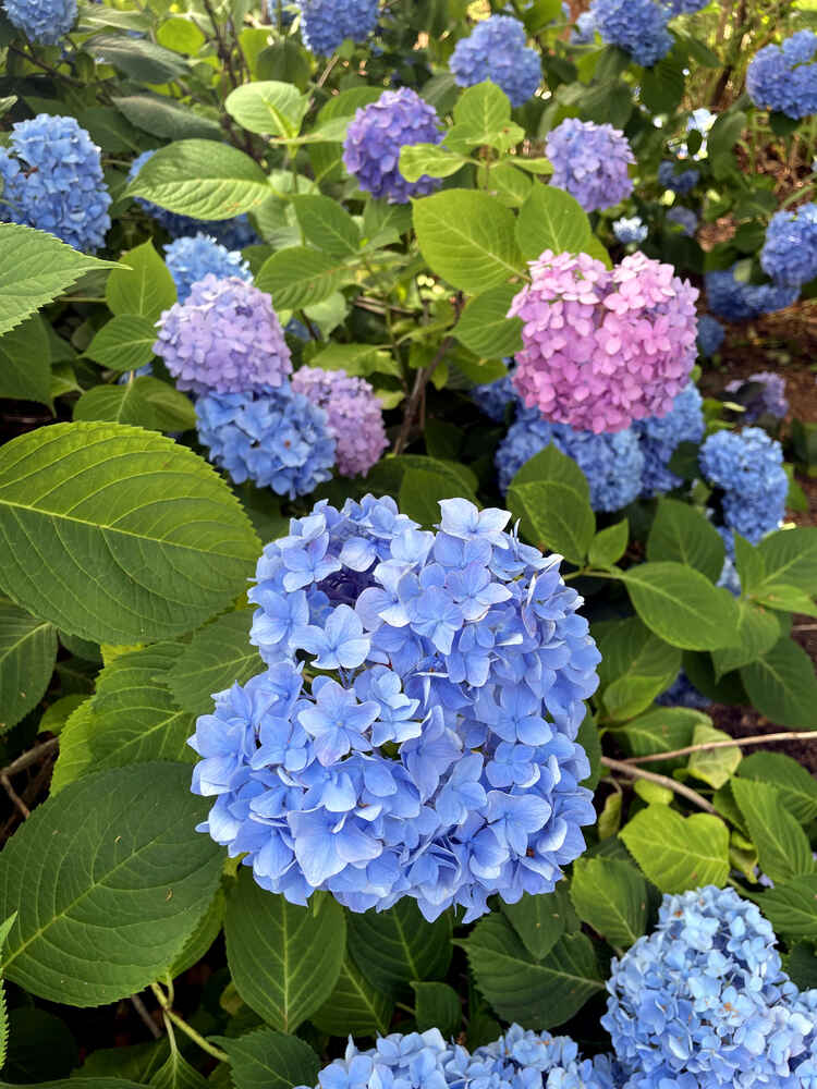 Blue, purple and pink hydrangeas