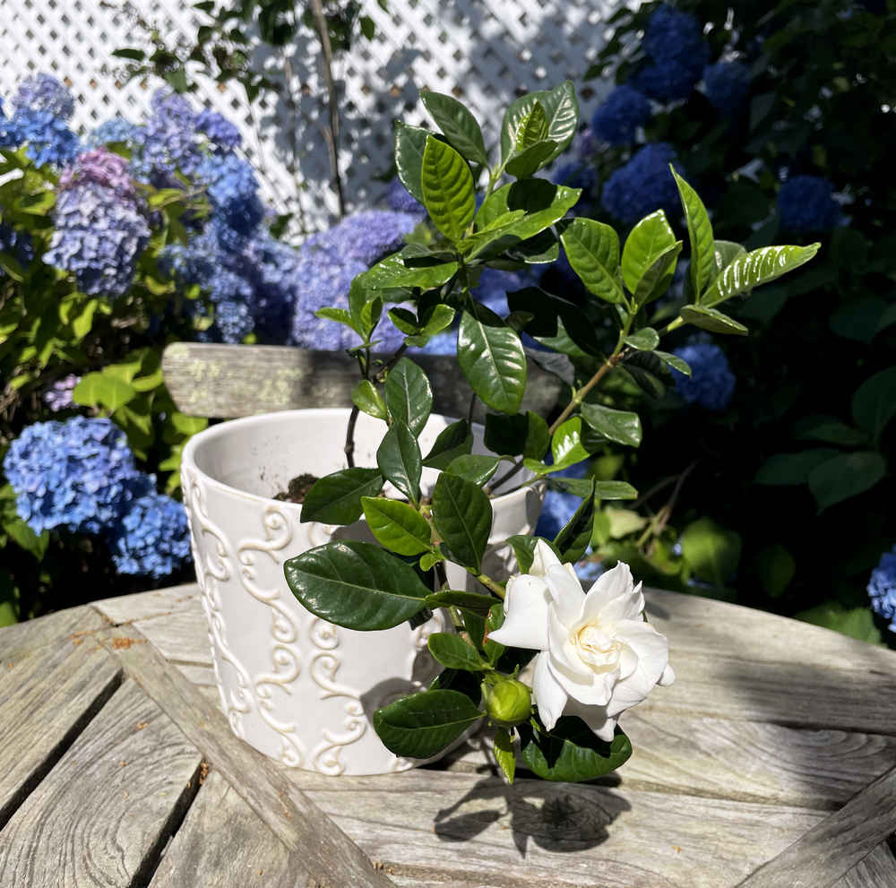 White gardenia with hydrangeas in the background.