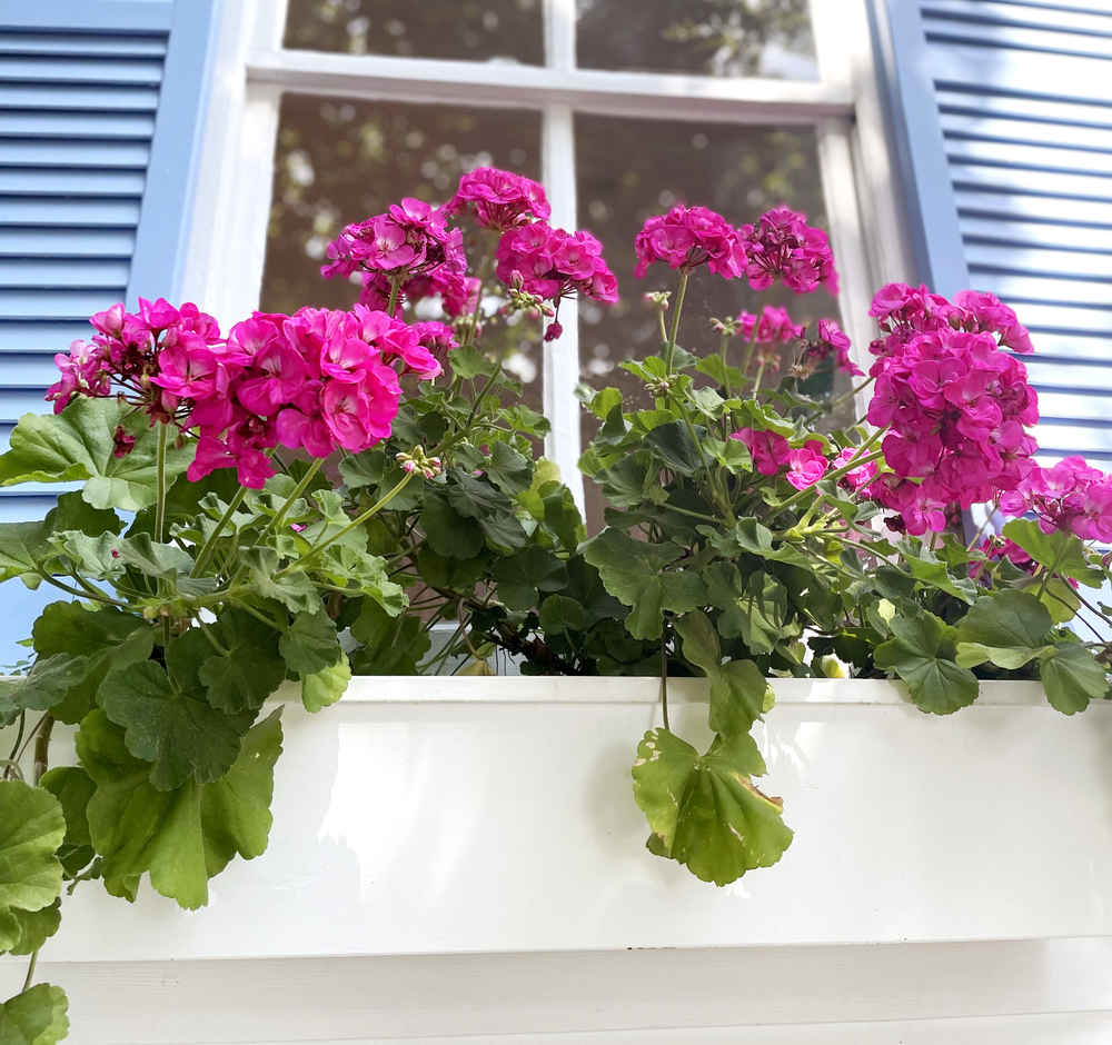 Pink geraniums in a window box in front of blue shutters.