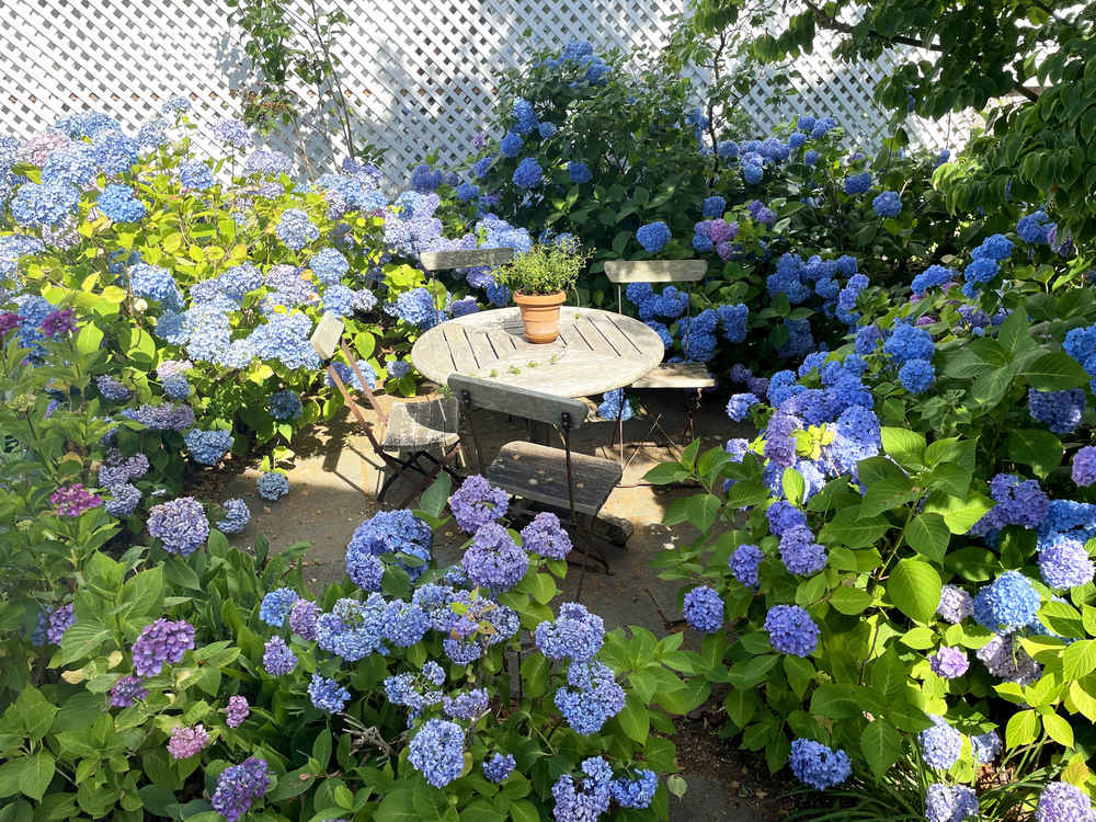Hydrangeas surrounding a table in the garden