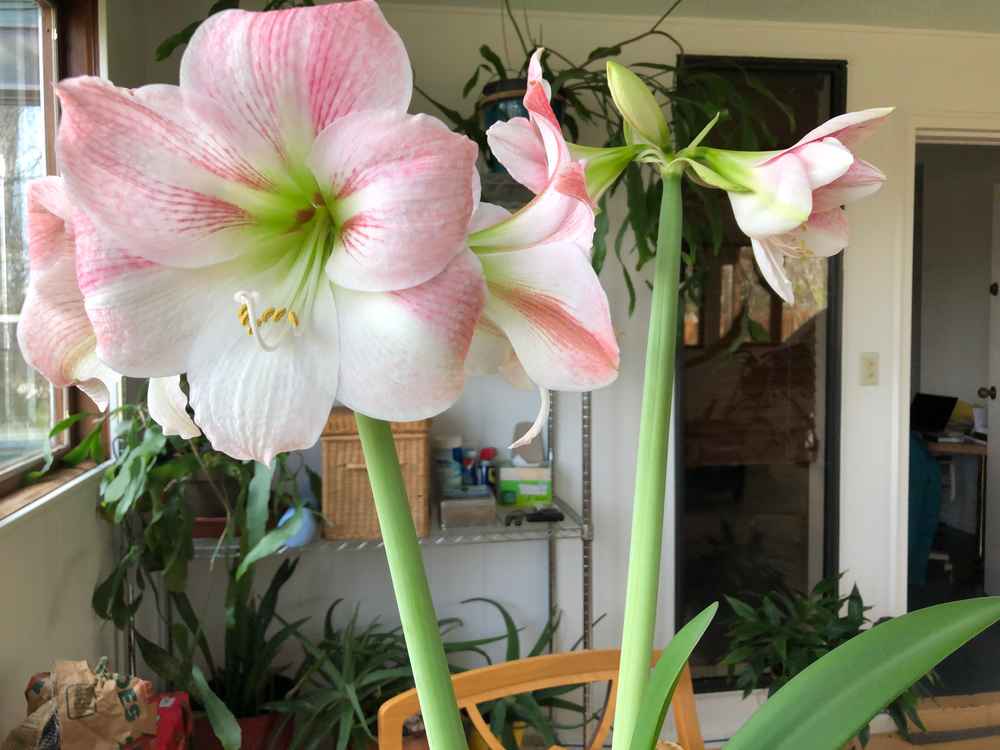 A pink and white amaryllis with four blossoms