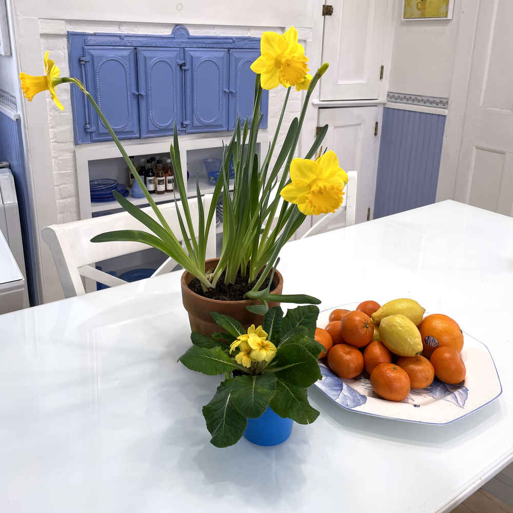 Daffodils, primroses, lemons and clementines on the kitchen table.