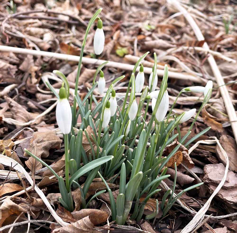 Snowdrops in an otherwise empty garden