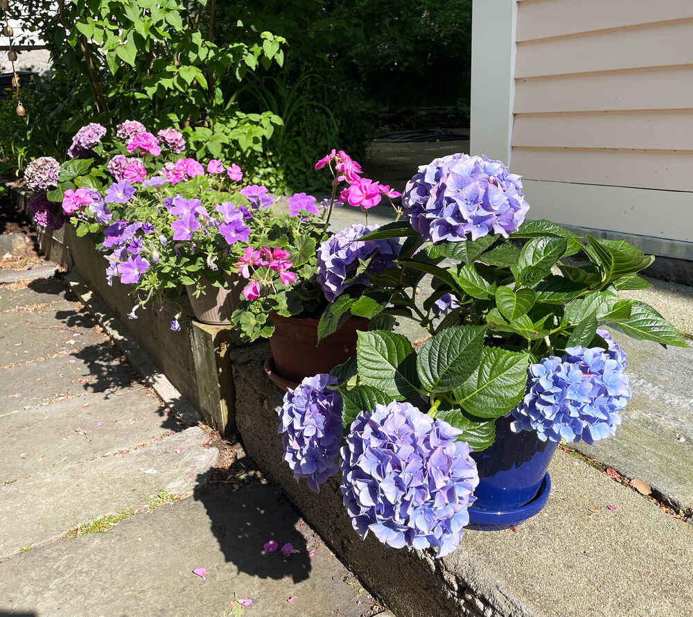 Potted flowers in a row alongside the walk between Charlie and Alexandra's homes