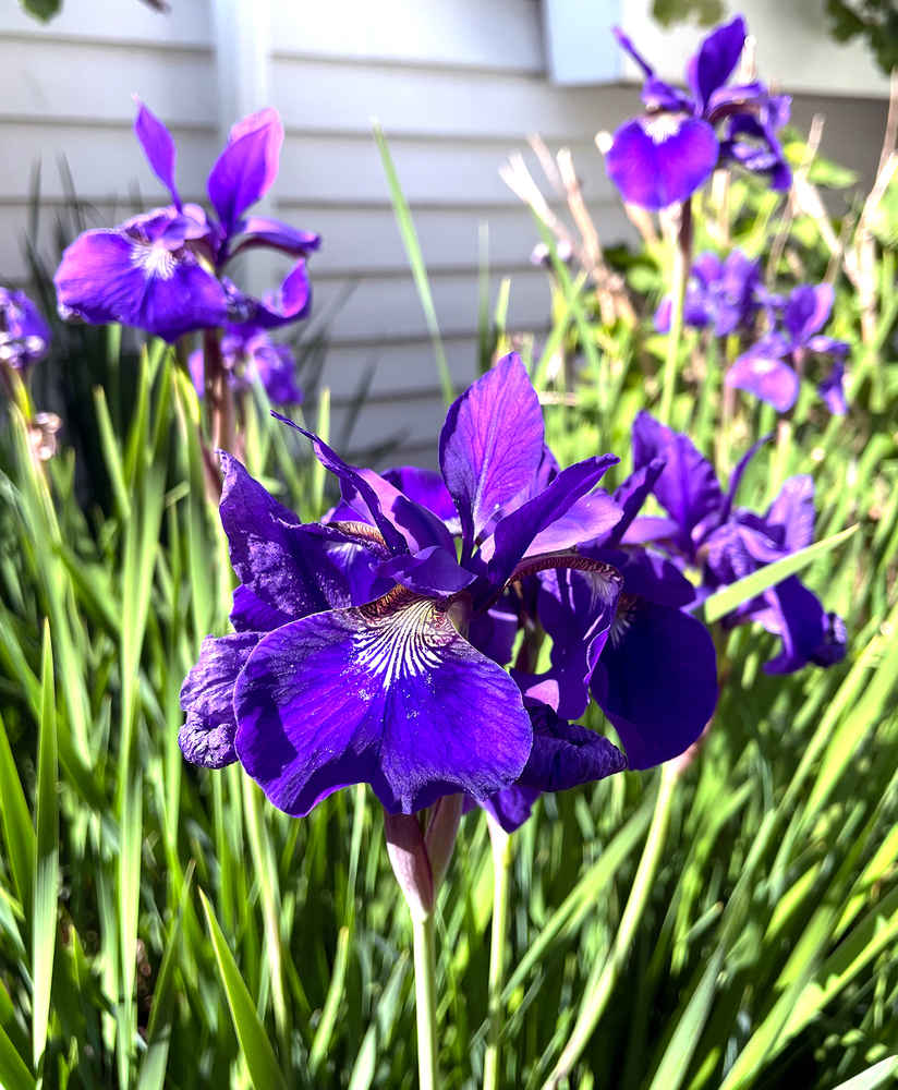 Purple irises clustered outside the cottage