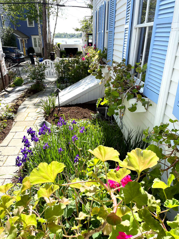 Geraniums, irises and other flowers outside Alexandra's house, viewed from the window