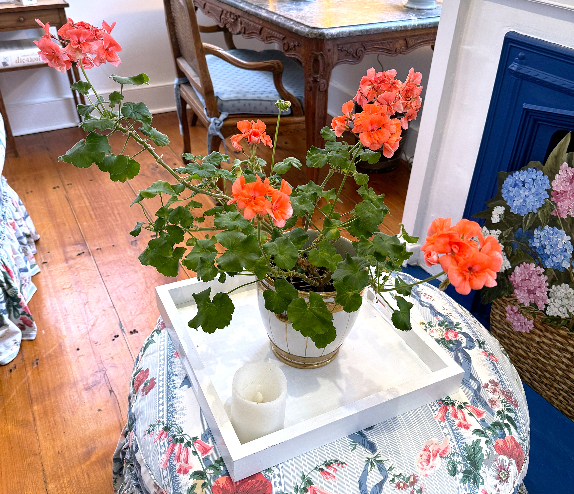 A peach geranium in the living room