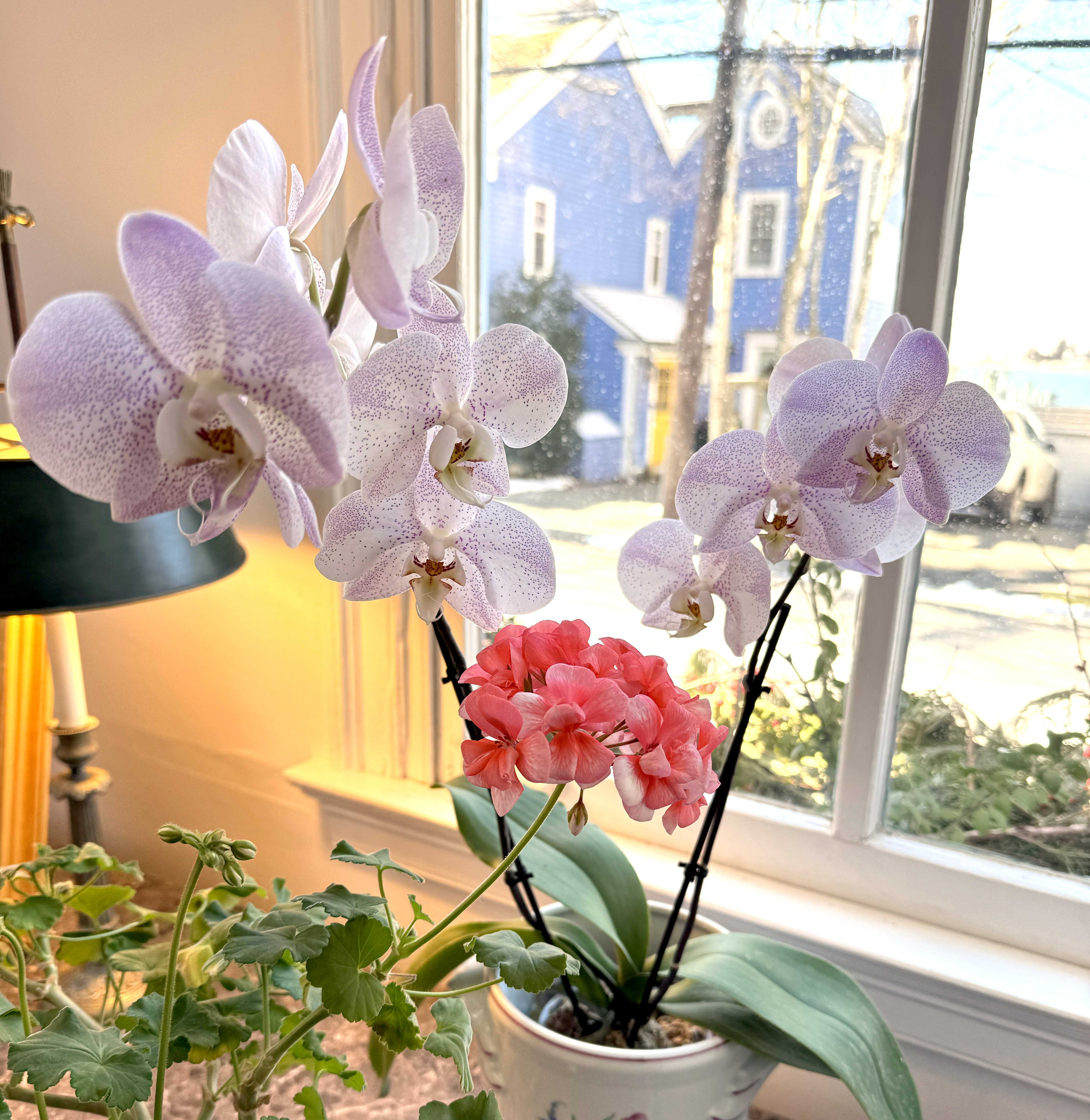 A pink orchid intertwined with a pink geranium.