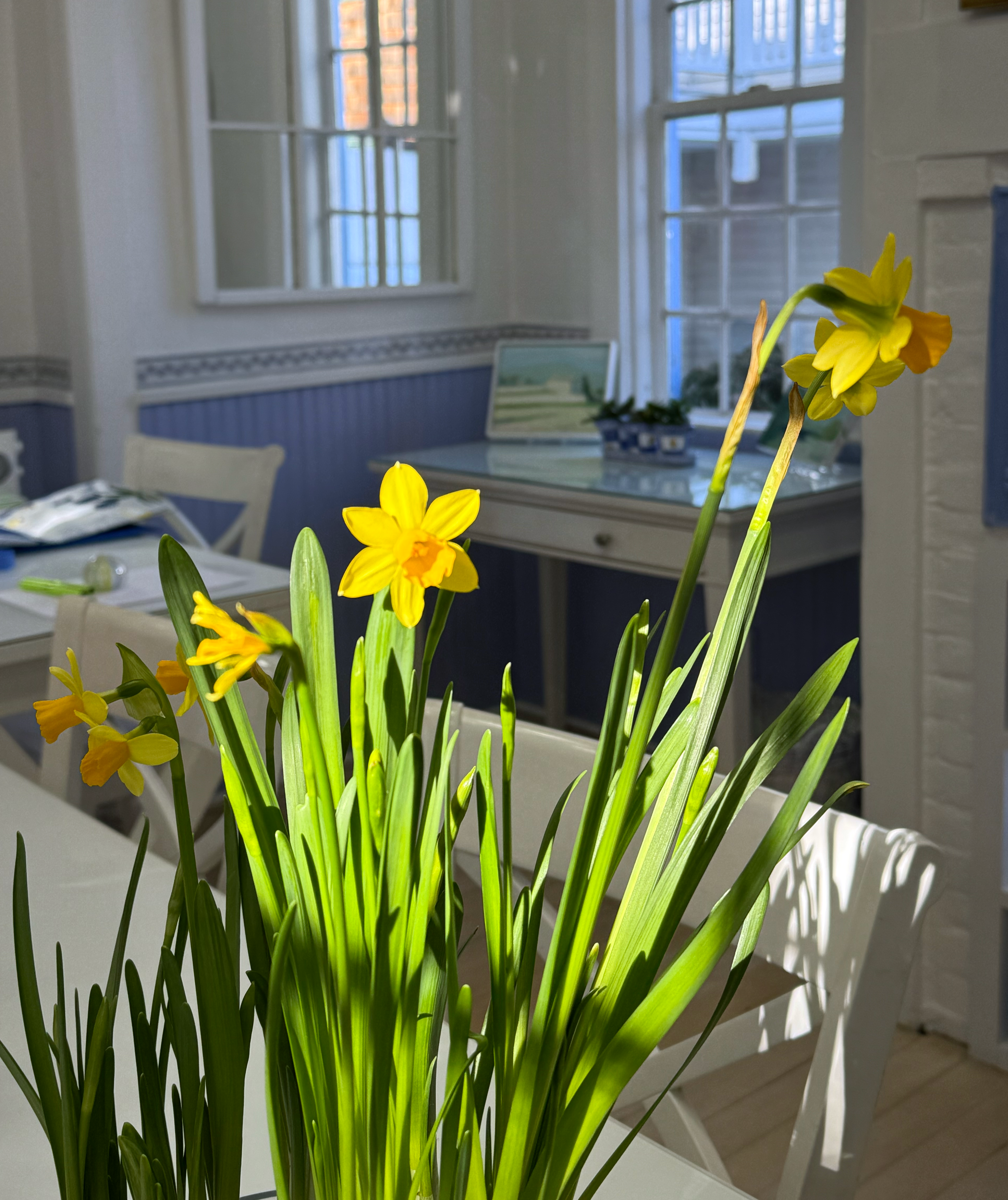 Yellow daffodils in a ray of sunlight