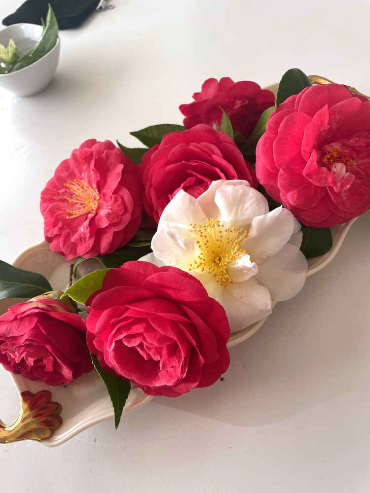 Pink and white flowers in a small dish.