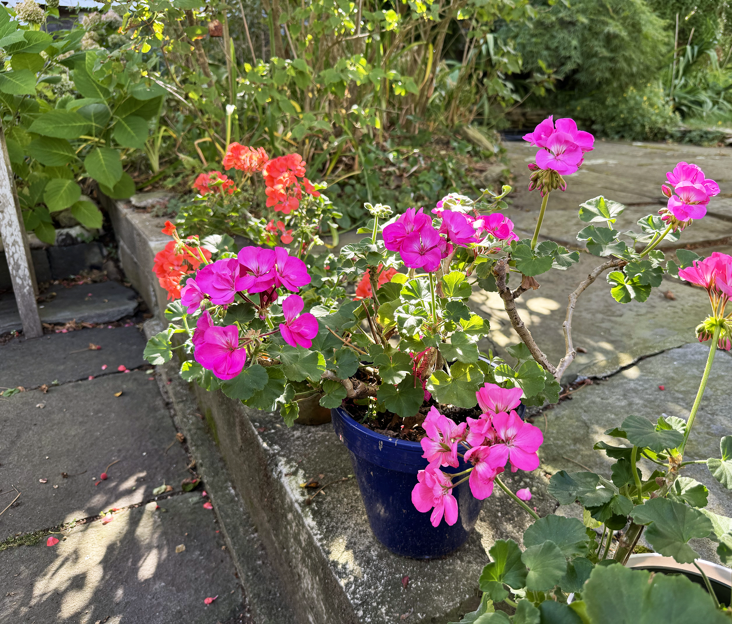 Orange and pink flowers with dappled sunlight on them.
