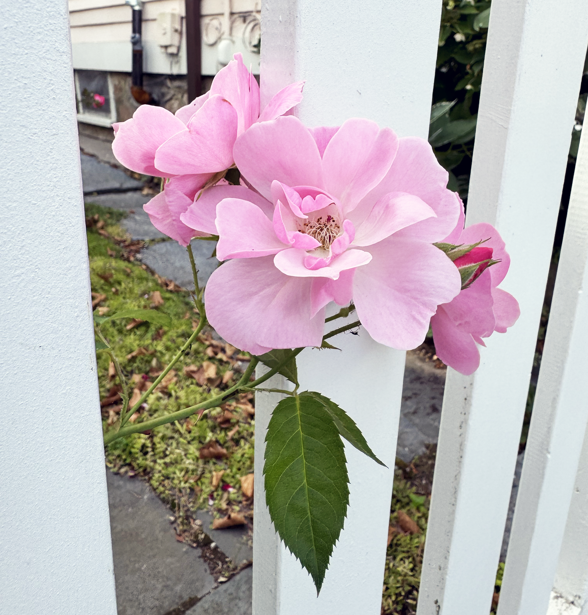 Light pink roses poking out of a white picket fence.