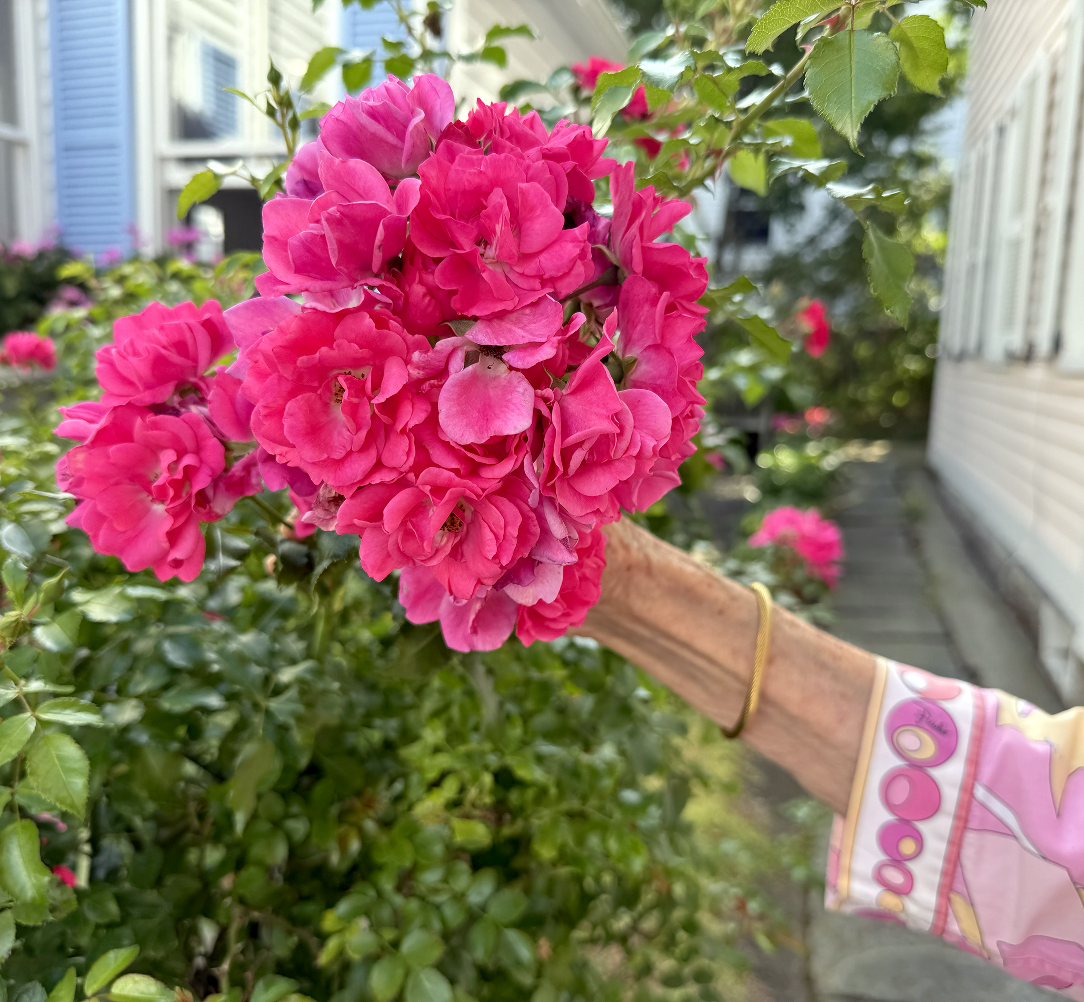 Alexandra's arm in a pink shirt holding a bunch of bright pink roses in the garden.