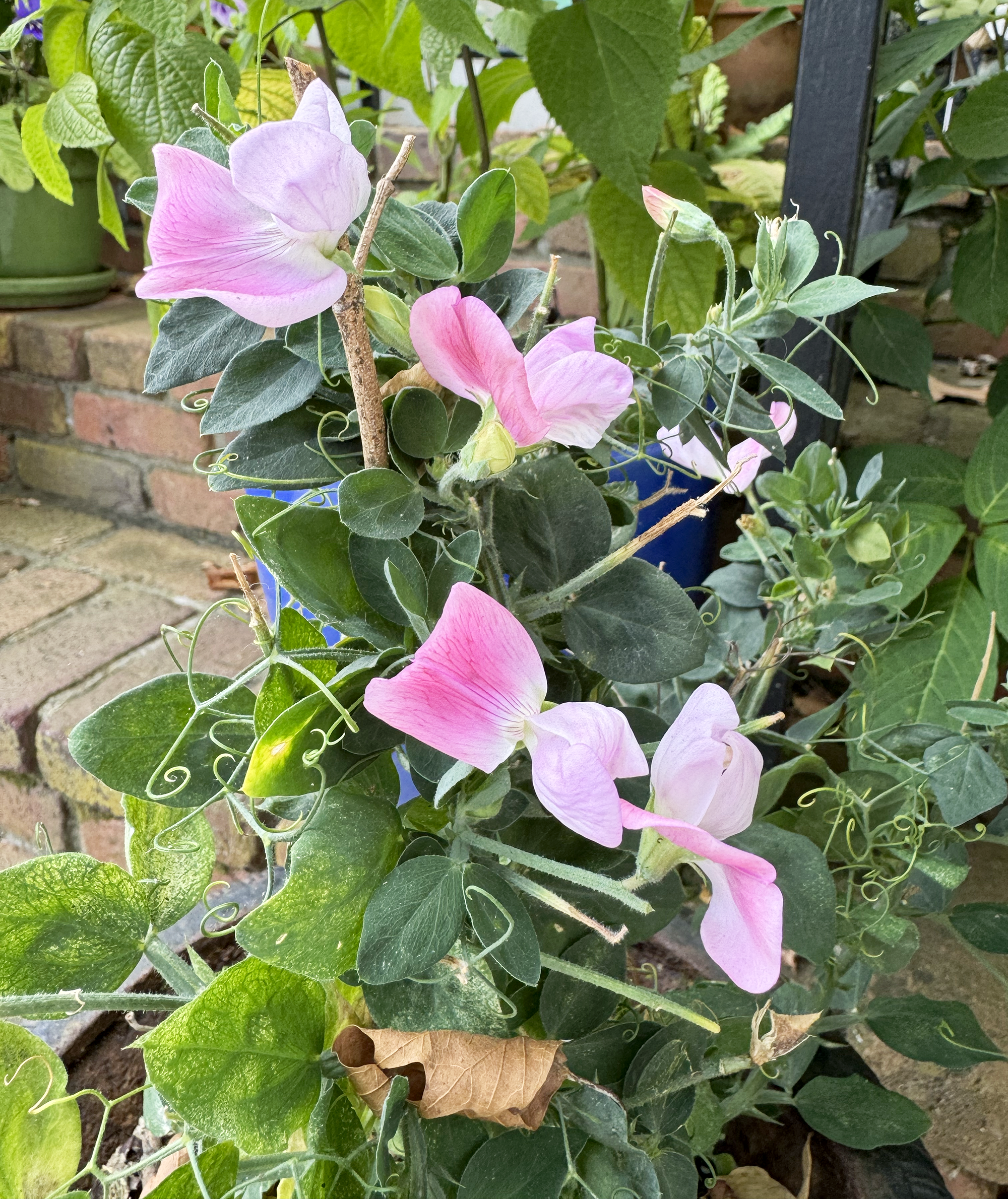 Pink sweet peas in a pot.