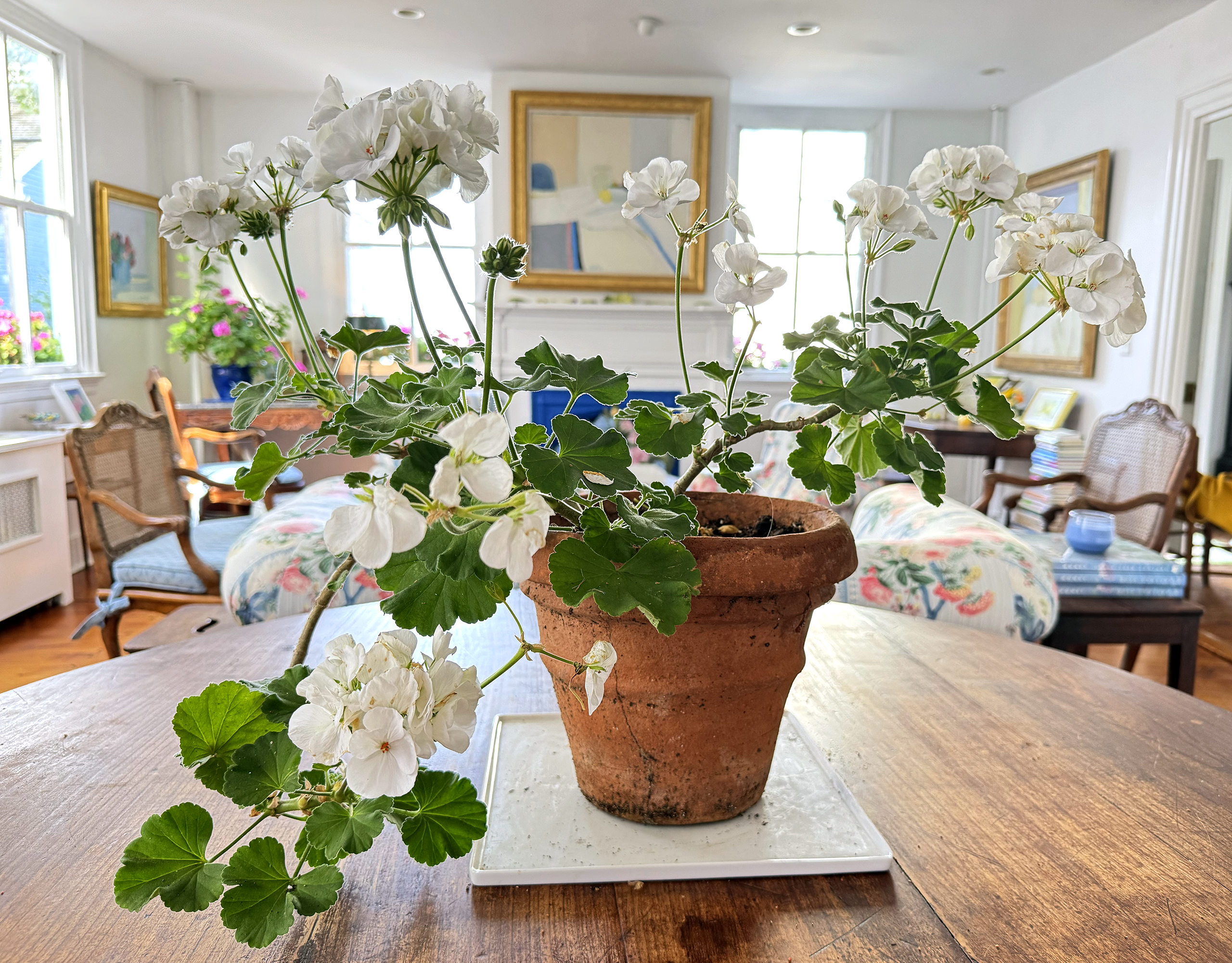 A white geranium on the living room table with branches outstretched.